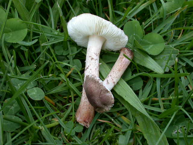 Quale Lepiota ....